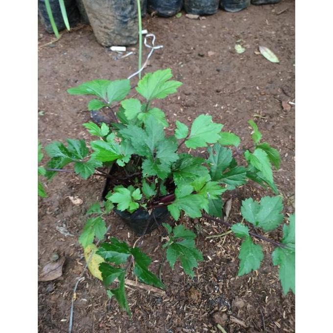 Bibit tanaman herbal daun purwaceng