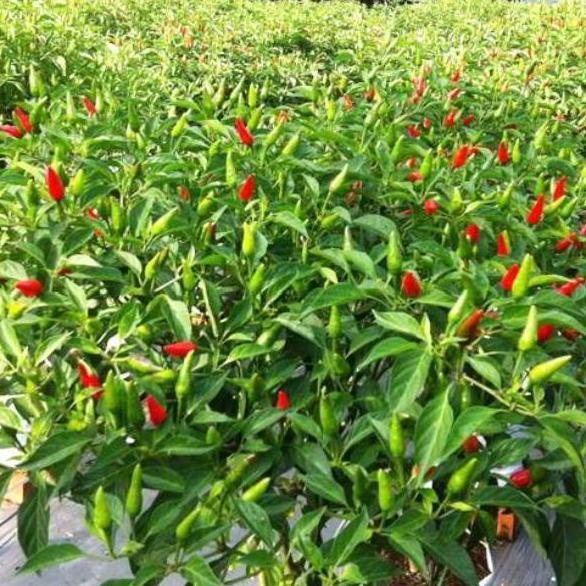 pohon cabe berbuah, tanaman cabe berbuah