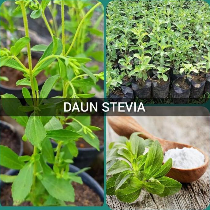bibit tanaman stevia manis