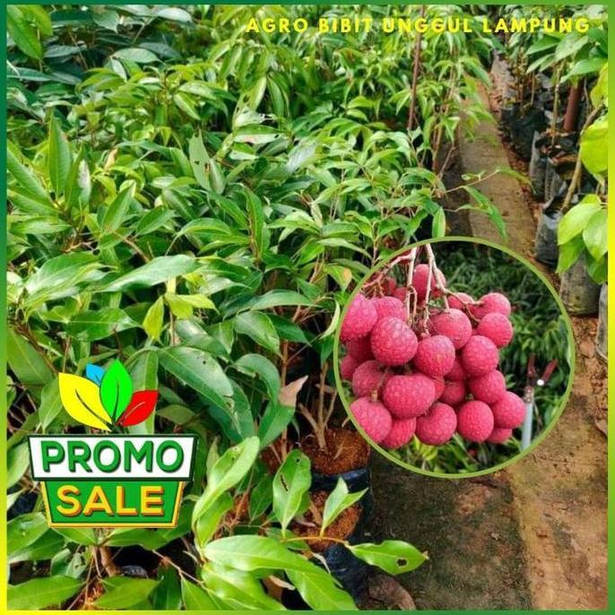 Bibit Leci Merah madu Asli Tanaman Cangkok Cepat Berbuah Pohon