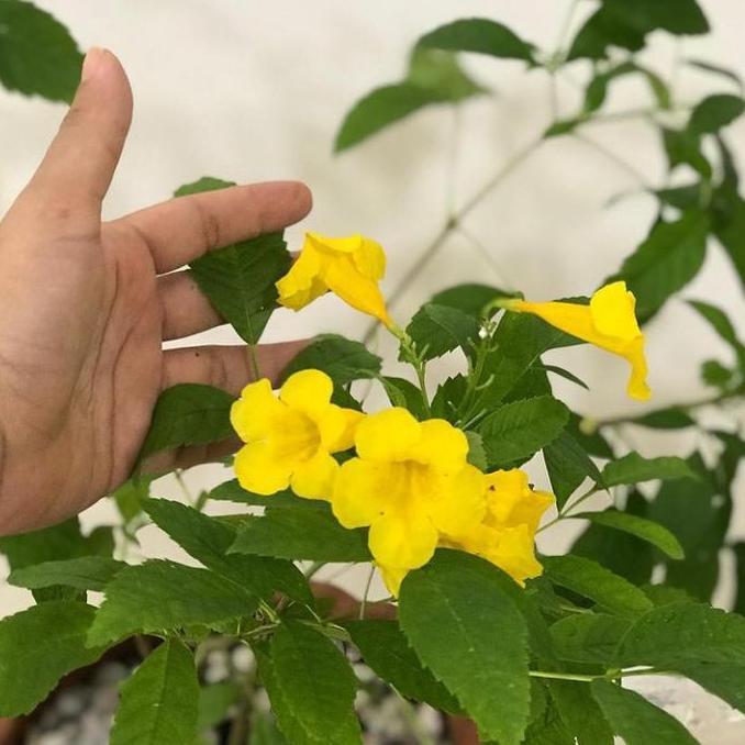 bibit tanaman bunga tecomaria bunga kuning tekomaria tecoma Daun