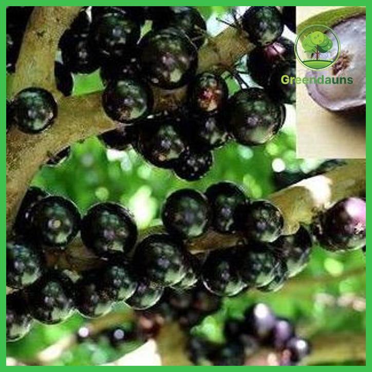 BIBIT TANAMAN BUAH ANGGUR BRAZIL / BIBIT POHON ANGGUR BRAZIL PRECO CEPAT BERBUAH TAMAN TANAMANA BIBI