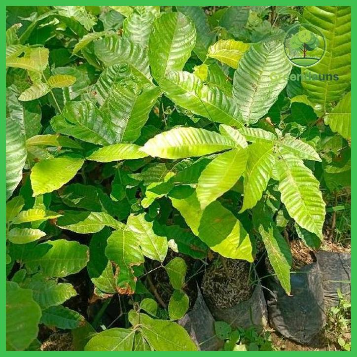 BIBIT MATOA SEEDLING TINGGI 60CM - SIAP TANAM TAMAN TANAMANA BIBIT PEKARANGAN HIASAN BUAH BUNGA