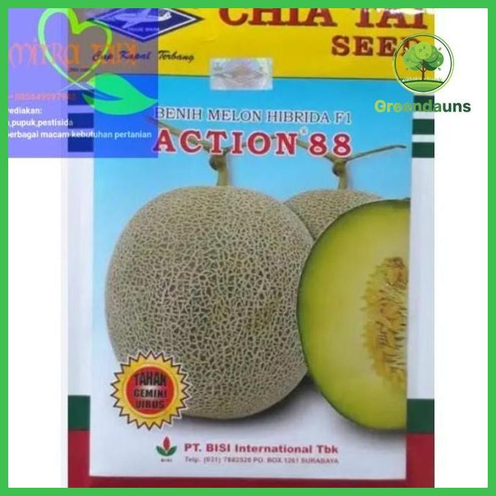 BENIH MELON HIBRIDA ACTION 88 ISI -+550BUTIR DARI CAP KAPAL TERBANG TAMAN TANAMANA BIBIT PEKARANGAN 