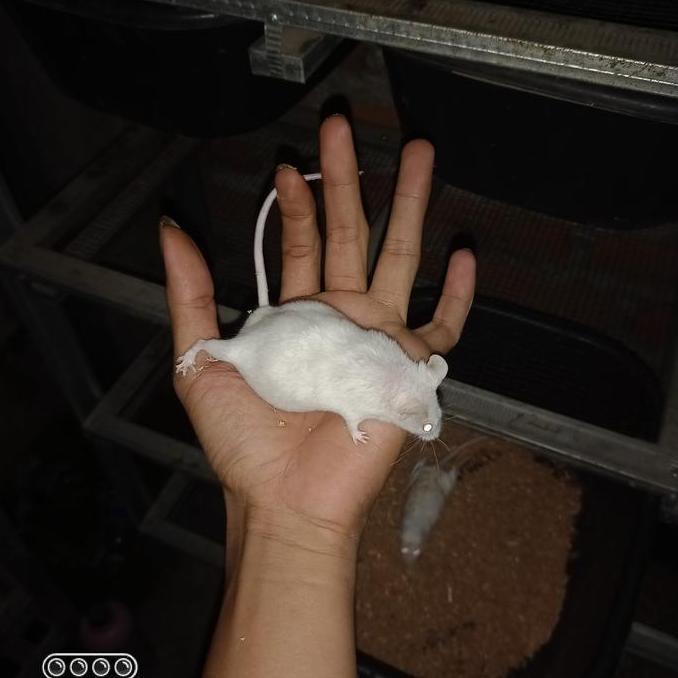 HARGA DISC - TIKUS PUTIH MENCIT DEWASA BETINA