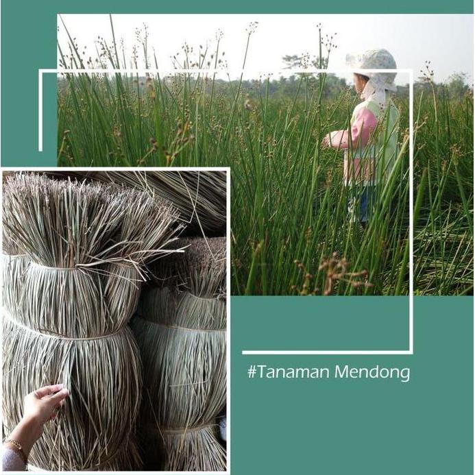 Tikar Lipat Mendong Ukuran Jumbo 3x4 dengan Kualitas Terbaik - Samax.id