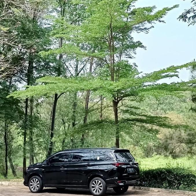 pohon ketapang kencana, tanaman hias pohon Ketapang kencana