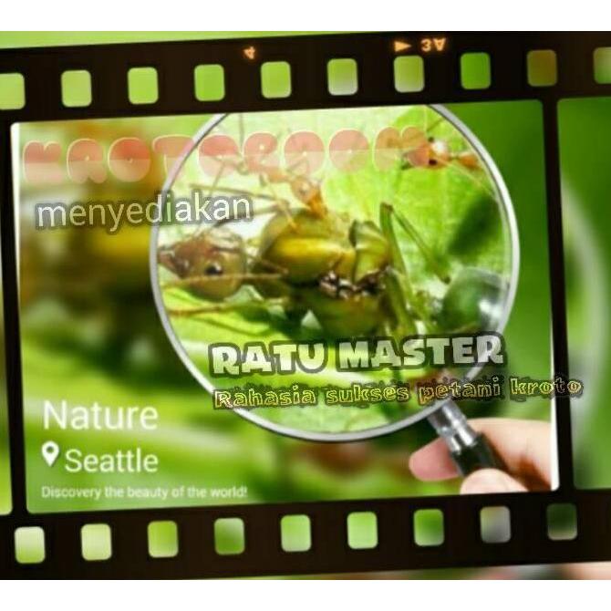 Best- Ratu Semut Kroto (5 gratis 1)