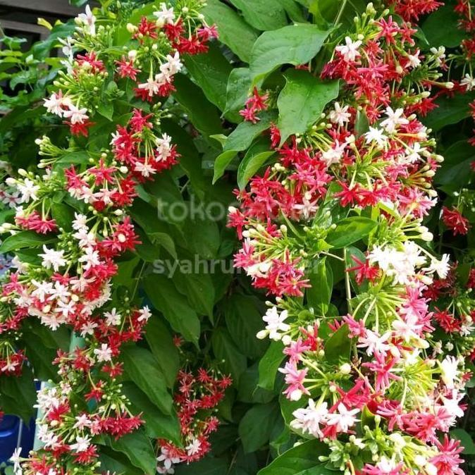 Best- tanaman merambat melati Belanda bunga tumpuk