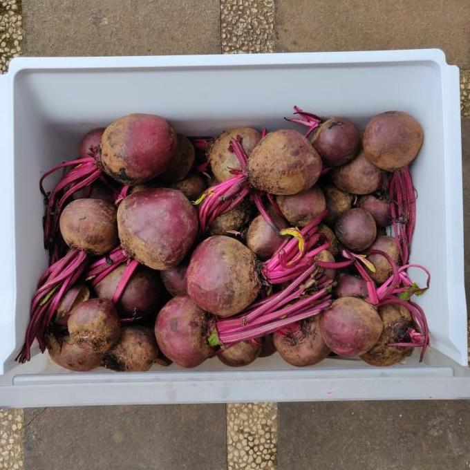 Fruxi- Buah Bit / Beet / Beet Root / Beetroot Merah Fresh 1 Kg