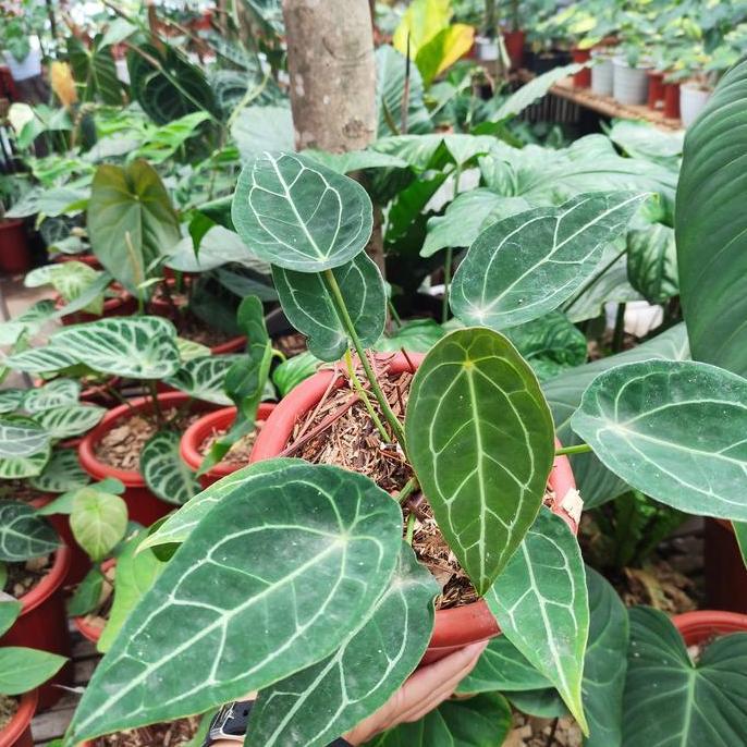 DISKON anthurium forgetii | kuping gajah buta READY STOCK
