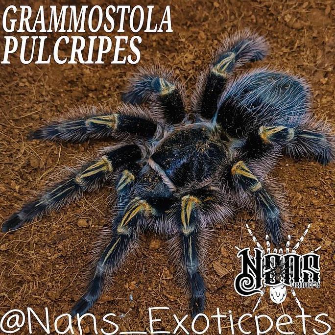 Enimx- Tarantula Grammostola Pulchripes | Chaco Golden Knee | ~Nans Exoticpet'S~