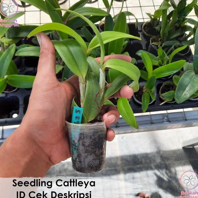 Expert- Seedling Cattleya Anggrek Cattleya