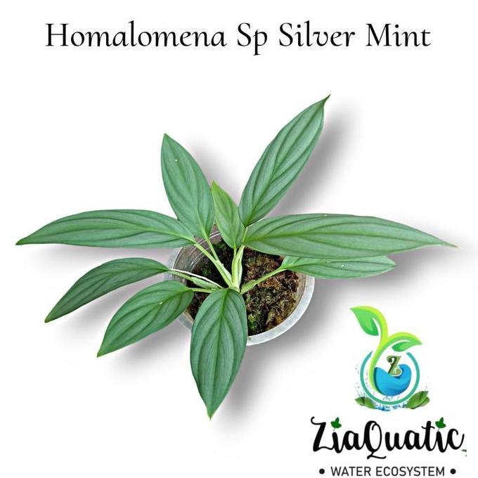 SIAPKIRIM Homalomena Sp "Mint" - Taan Paludarium Terrarium Jungleplant READY STOCK