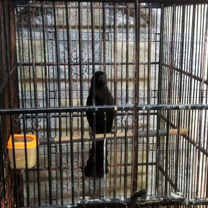 NEW - BURUNG MURAI PAPUA/ MURAI ARENG