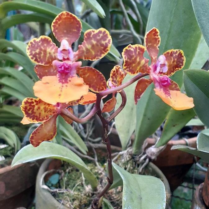 TERLARIS - [ DEWASA ] Oncidium lanceanum | Trichocentrum lanceanum Anggrek Eksotis Daun Bercorak & B