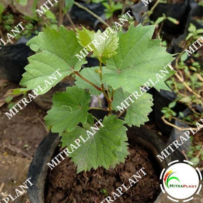 Bibit Pohon Anggur Merah - Buah Anggur - Tanaman Anggur Merah JAMIN HALAL