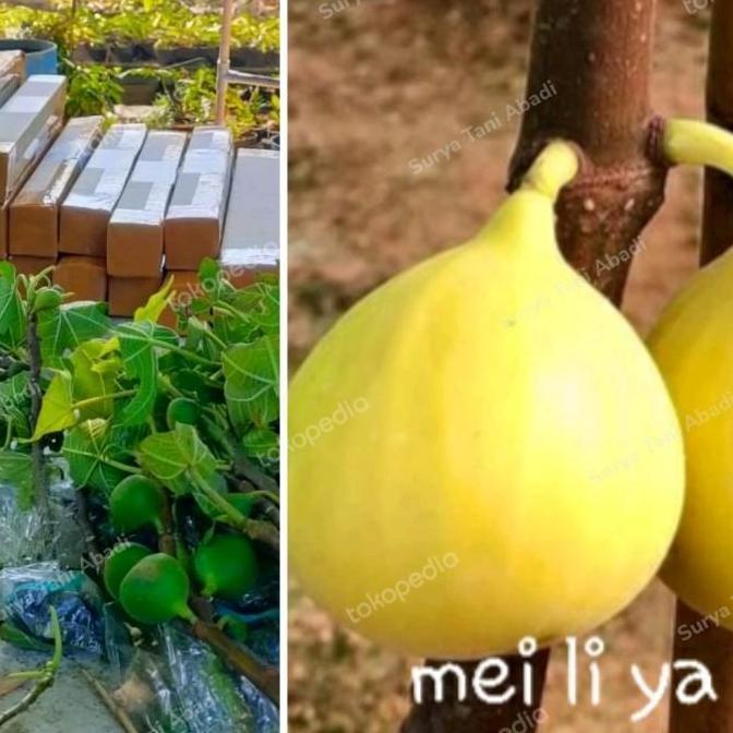 bibit buah tin / pohon Ara kuning jumbo produktif/mudah berbuah JAMIN HALAL