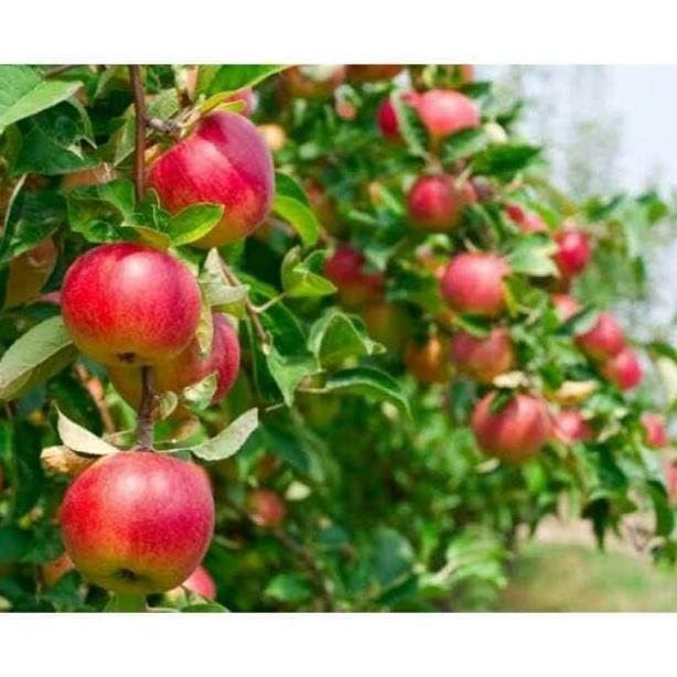 POHON Bibit tanaman buah apel merah JAMIN HALAL