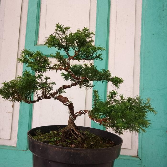 Bonsai Cemara Embun Jadi.
