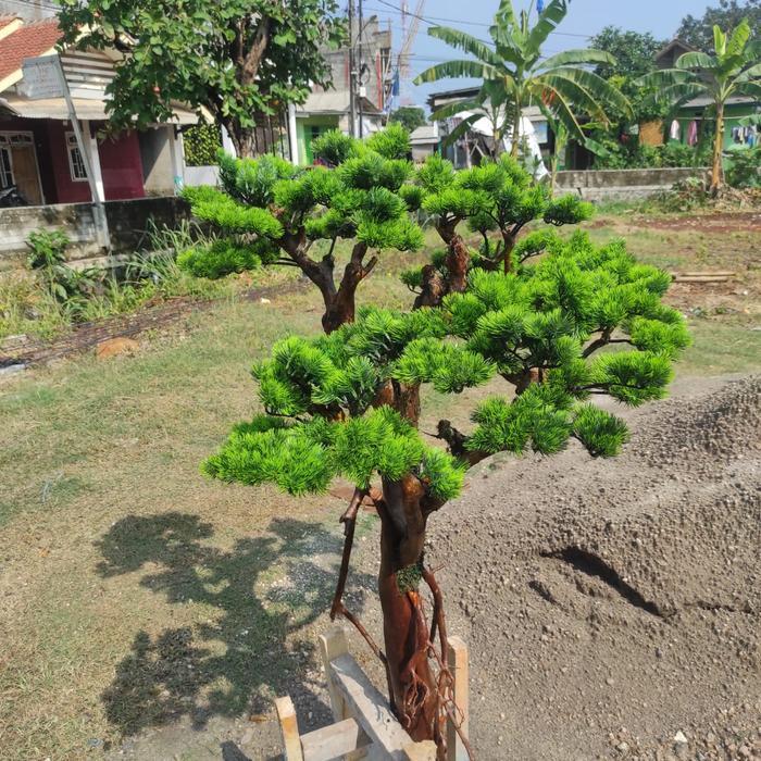 Pohon Bonsai Artificial Tanpa Pot// Tinggi 80 Cm// Pohon Bonsai Cemara Udang