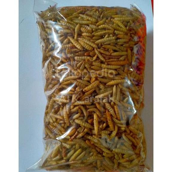 Manggot Bsf Manggot Kering Pakan Ikan Predator Louhan Channa Arwana