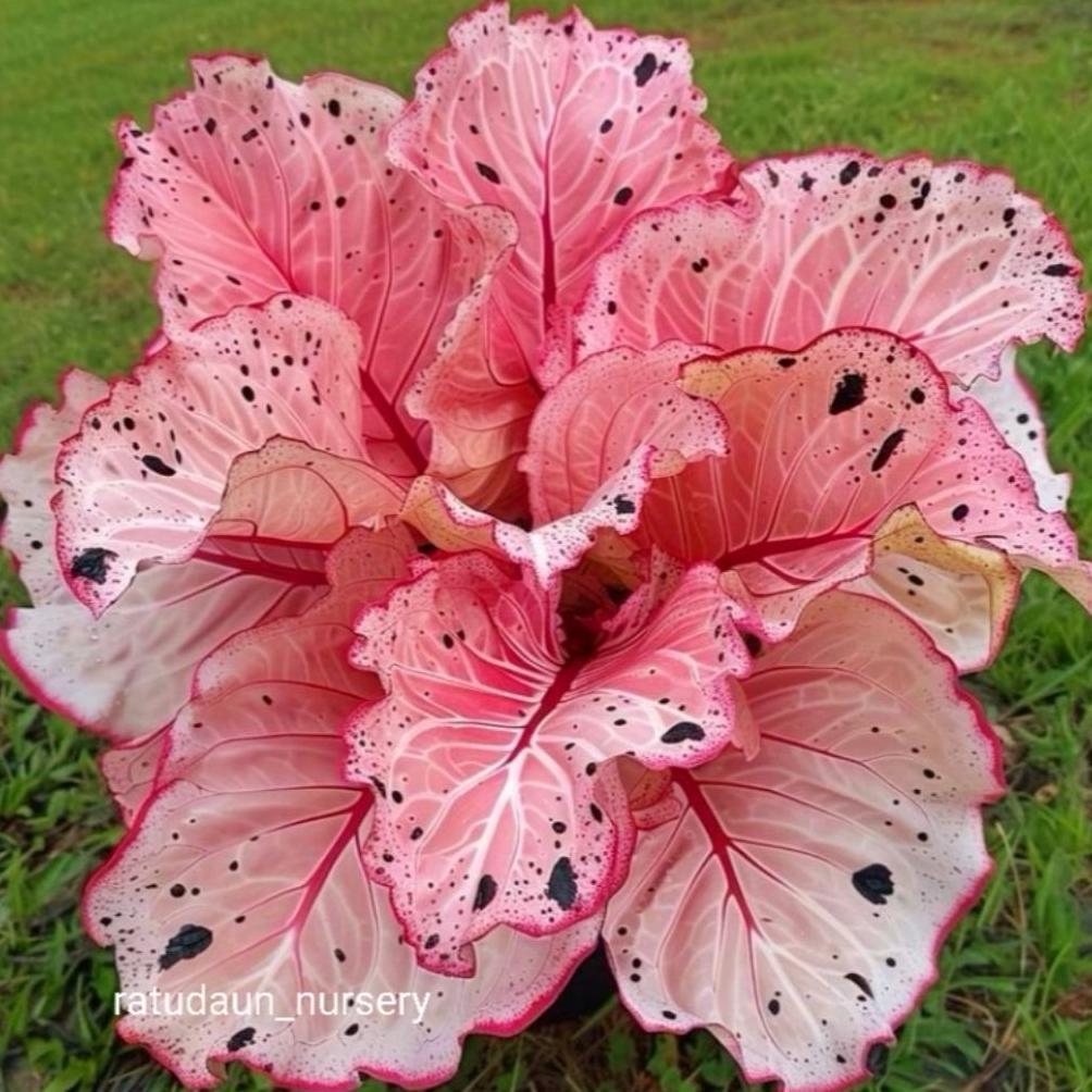ID | PALING MURAH TANAMAN HIAS KELADI THAI SERIES PINK TISSUE BUNGA HIAS KELADI CALADIUM ANAKAN MURA