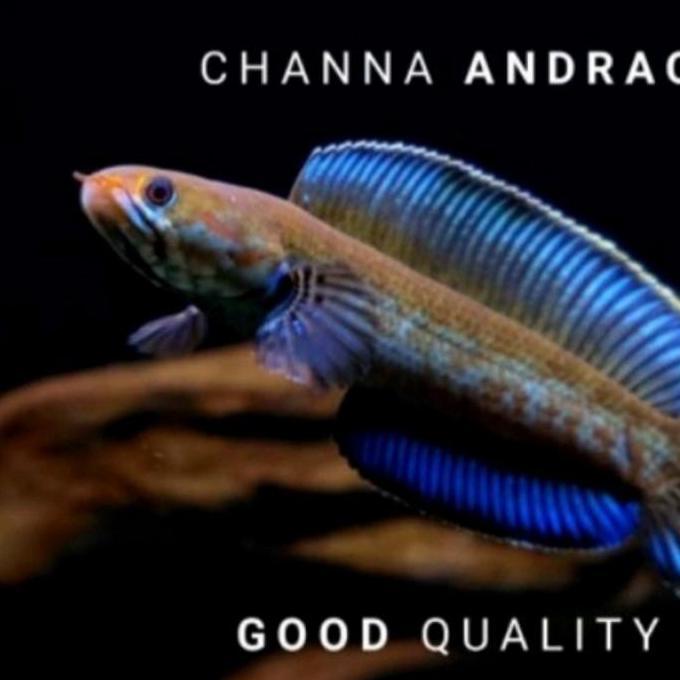channa andrao blue 11/12cm FLARING TANGAN KACA SINGLE TANK MENTAL BAR2 Promo