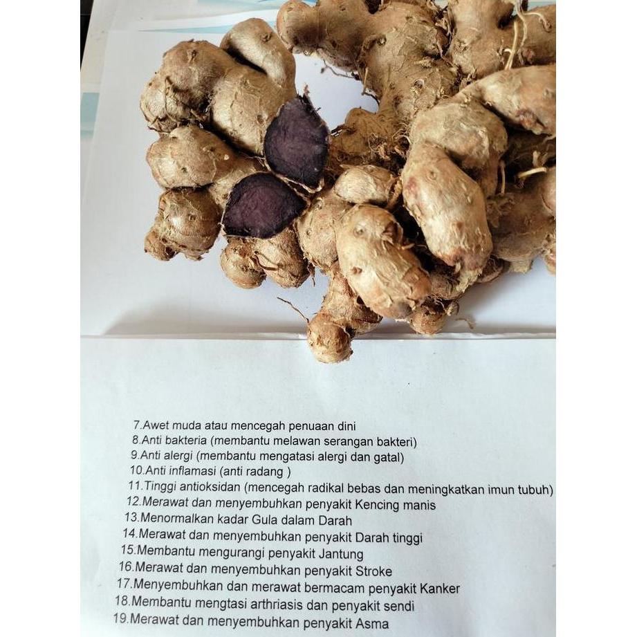 Bibit Jahe Hitam asli 100Gr / Bibit Jahe Hitam asli / Jahe Hitam original / Obat Jantung