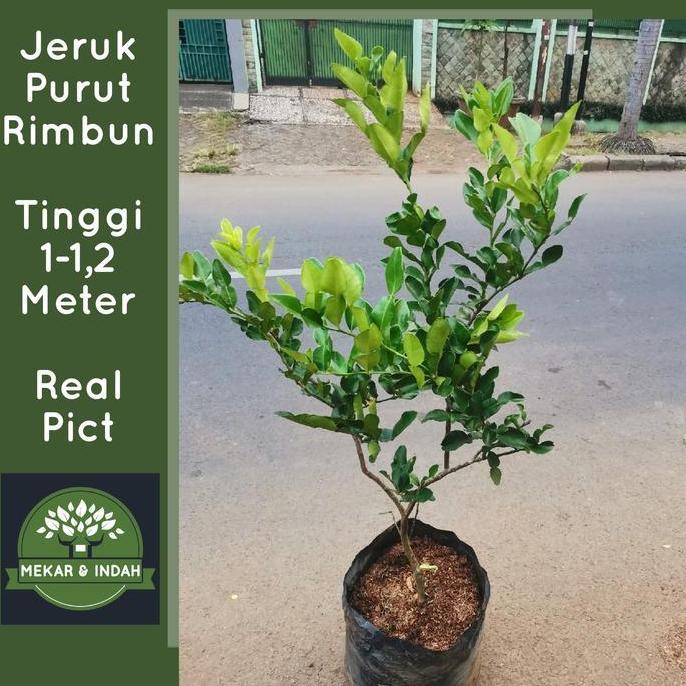 Pohon Jeruk Purut Besar, Tanaman Jeruk Purut Rimbun