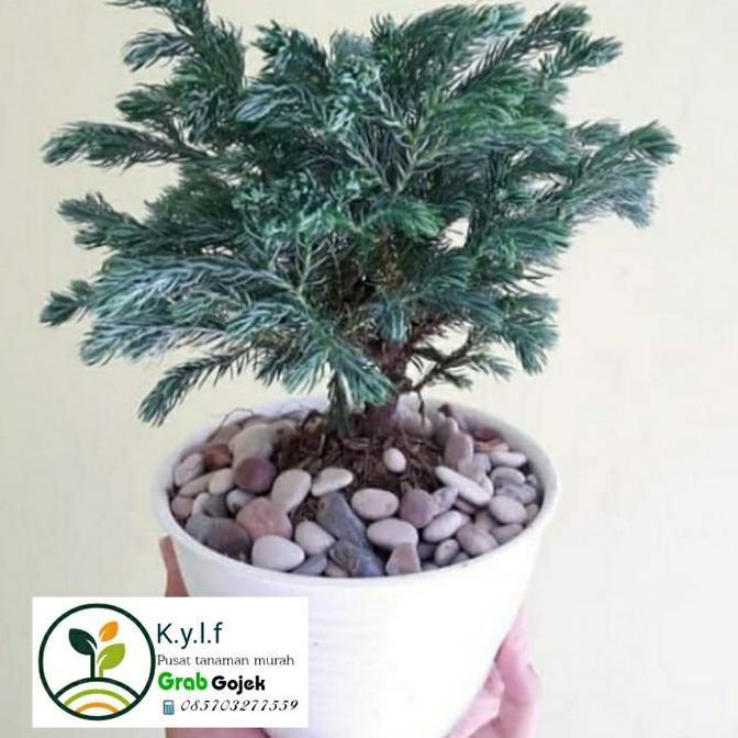 Tanaman Hias Indoor Cemara Perak / Tanaman Hiascemara Silper / Tanaman Hias Bonsai Cemara Perak  / B