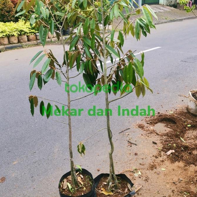 Bibit Pohon Duren Musangking, Tanaman Duren Musangking, Duren Bawor