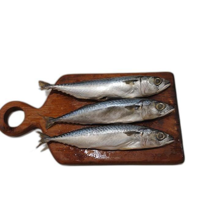 Ikan Salem Fish Frozen Food Meat Segar Air Laut Seafood Daging Beku