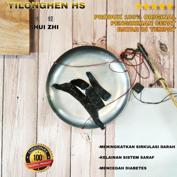 Shui Zhi Lintah Kering Hirudo Mipponica 1 Cin Obat Tradisional