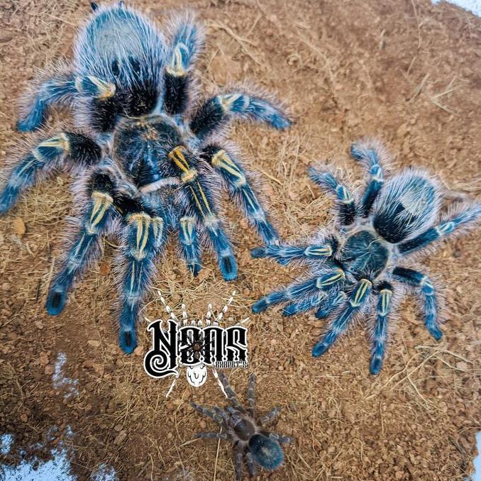Enixc- Tarantula Grammostola Pulchripes | Chaco Golden Knee | ~Nans Exoticpet'S~