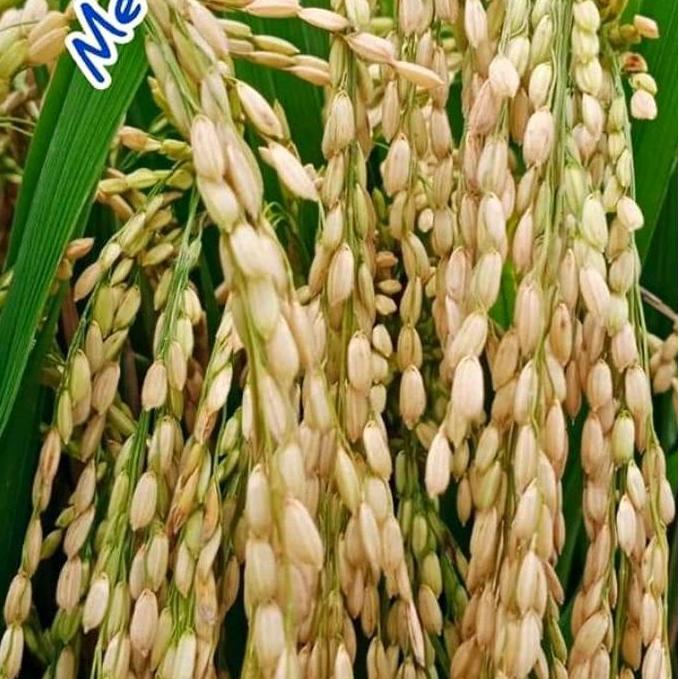 Gaerdenpic- Benih Padi Mentik Wangi Susu Mentik Wangi 1Kg Original