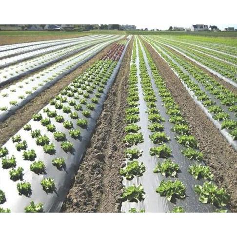 Gaerdenpic- Mulsa Hitam Perak 1 Roll 9Kg / Plastik Mulsa Hitam Perak Mulsa Silver