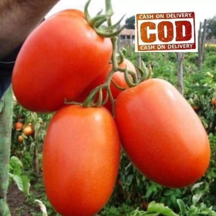 {{{{}}] TOMAT BESAR - COD - 20 Biji / Benih / bibit ( TOMAT BESAR )
