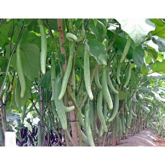 &<&<&<&] Bisa bayar di tempat - Terong Telunjuk 40 biji bibit seed Benih Terong Telunjuk Lurik Sayur