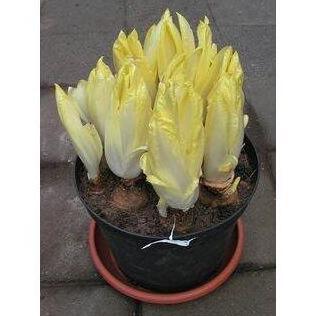Biji Benih sayuran Belgian Endive
