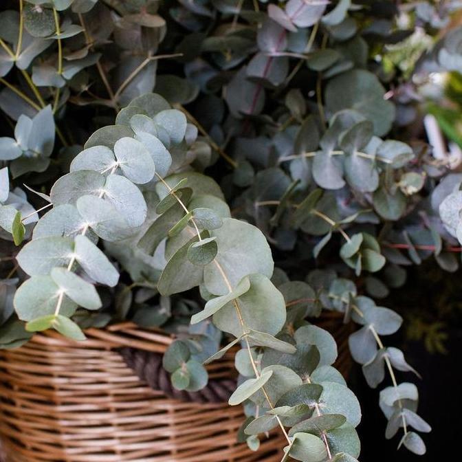 Daun Eucalyptus Cinerea