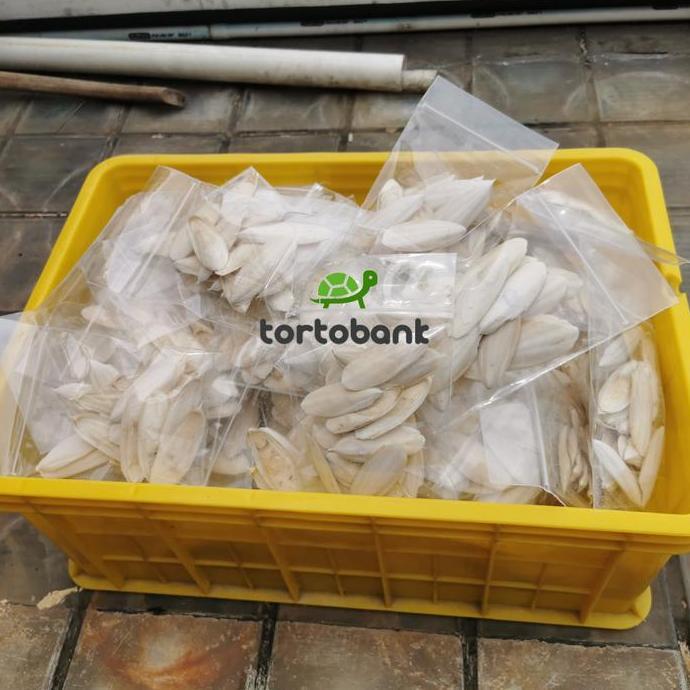 CUTTLE FISH BONE - TULANG SOTONG SUPER - KALSIUM BURUNG / REPTIL
