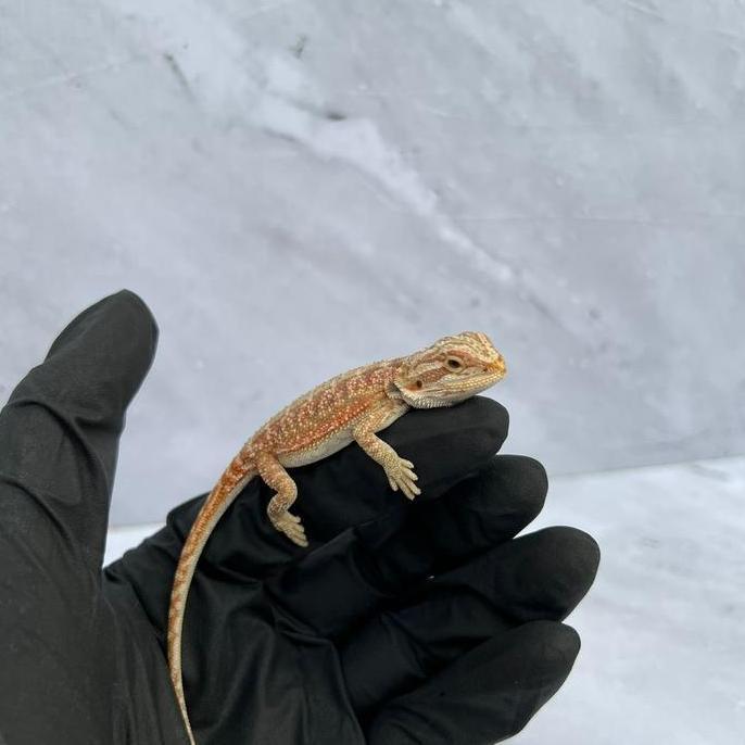 Bearded dragon hypo het trans ciamik