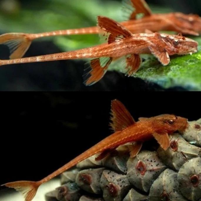 Ready Ikan Red Lizard / Sapu sapu helikopter murah