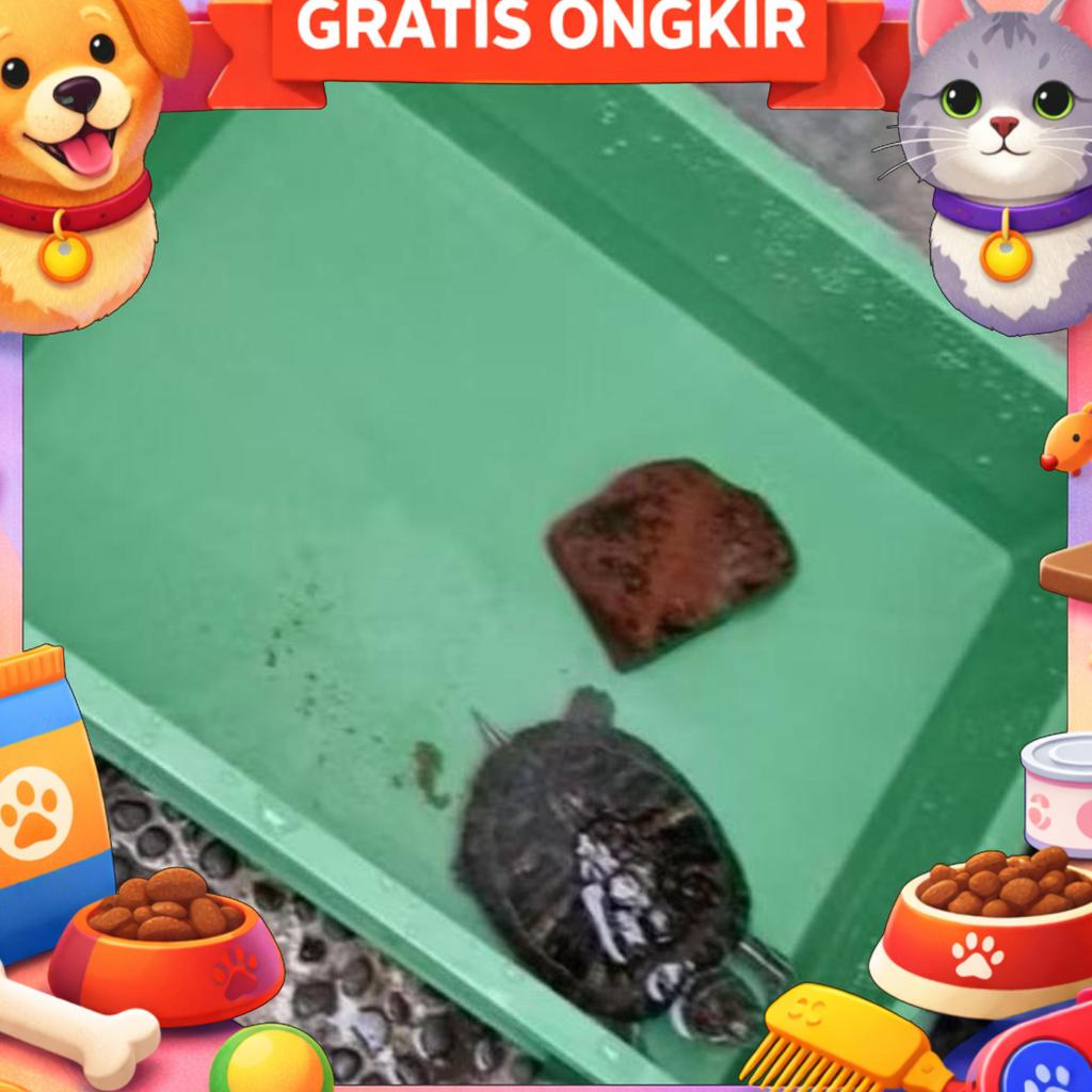 Box Kontainer Kura Kura Kotak Kandang Kura Kura Darat Air Box Ikan Sulcata Brazil Reptil Reptile Con