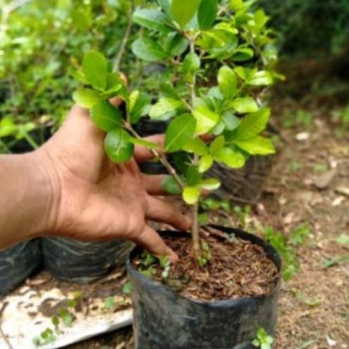 bibit bai buah sianci / cerry barbados