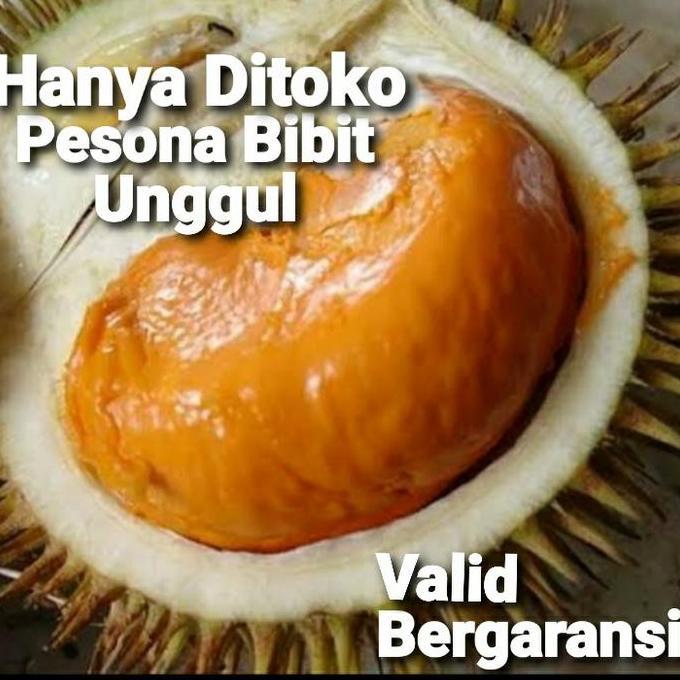 BIBIT TANAMAN BUAH DURIAN SUPER TEMBAGA BANGKA / BIBIT DURIAN