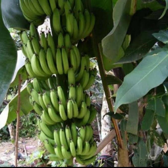 Bibit Tanaman Buah Pisang Cavendish Unggul Bisa Tabulampot