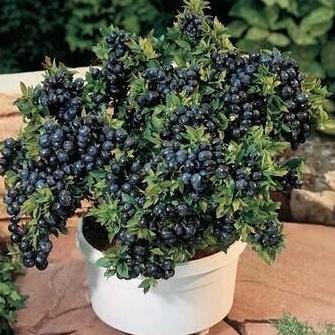 Bibit Buah Blueberry Jumpfruit Cangkok Premium - Cepat Berbuah
