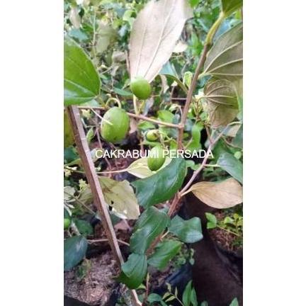 Bibit Buah Apel Putsa at Apel India Kondisi Berbunga Cepat Berbuah